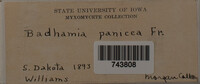 Badhamia panicea image